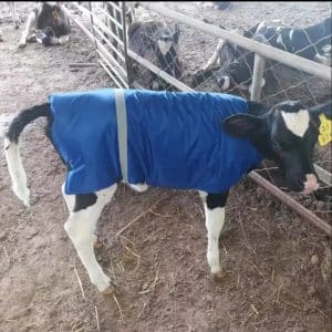 Calf wearing the blue padded jacket outdoors in a pen
